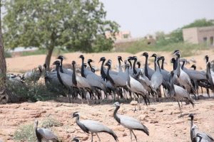 Jodhpur Turns BirdWatchers’ Paradise in Winter, Welcomes Migratory Birds
